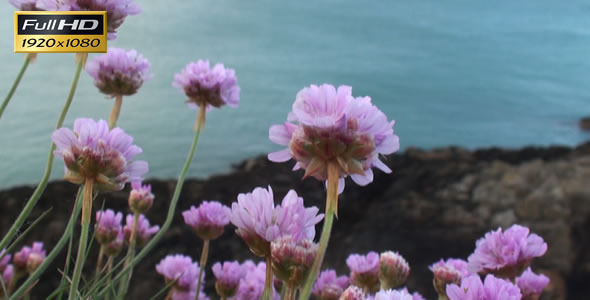 Flowers on the Sea Coast 2