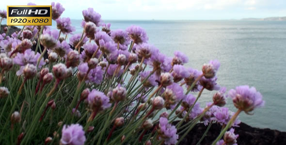 Flowers on the Sea Coast 3