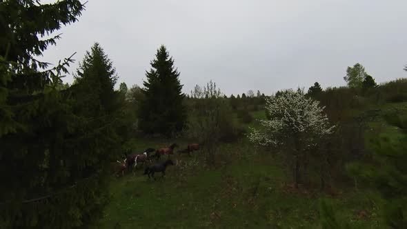 A Herd of Wild Horses Running Through a Forest During Heavy Rainfall alt