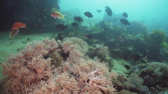 Coral Reef and Tropical Fish. Philippines, Mindoro. alt