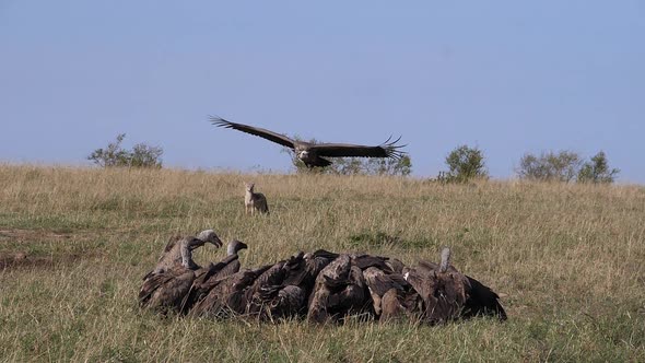African White Backed Vulture, gyps africanus, Ruppell's Vulture, gyps rueppelli alt
