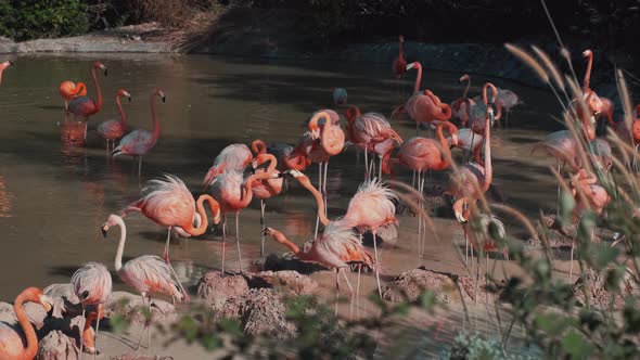 Flamingos Flock By the Water alt
