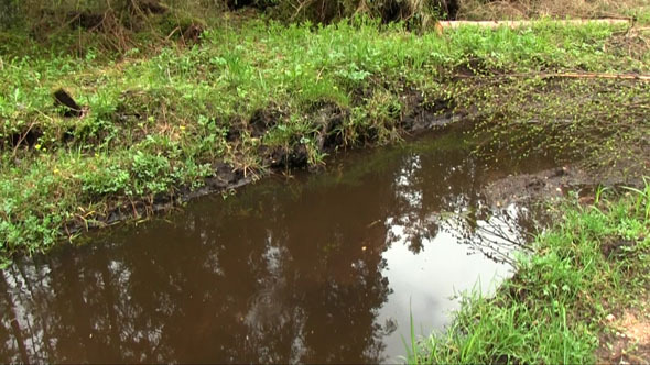 Walking On A Forest Road With A View To The Ground alt