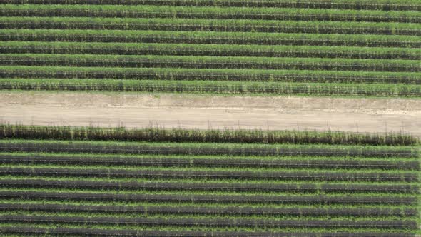 Bird eye view of well shaped plant field