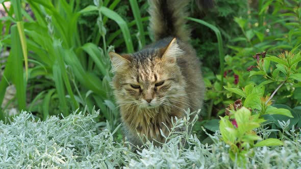 A striped cat walks through the grass in the garden. Cute funny cat in nature. Slow motion.