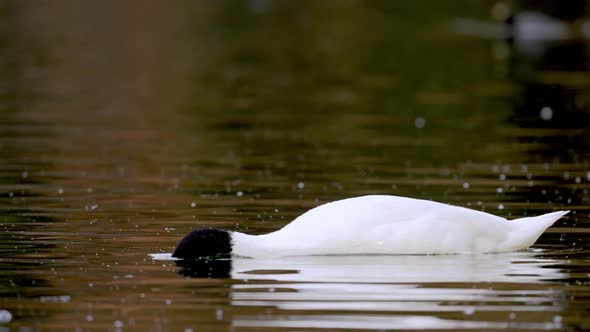 Portrait shot of diving Black Necked Swan hunting for prey in freshwater lagoon,close up alt