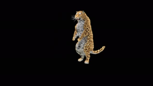 68 Leopard Dancing 4K alt