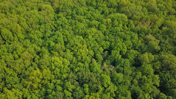 Aerial View Over Green Trees Forest on Daytime in Spring in Western Ukraine