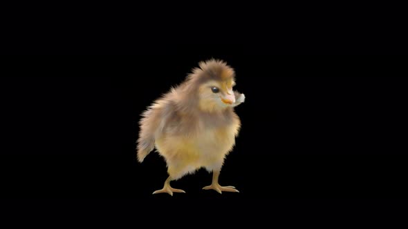 19 Baby Chicks Dancing 4K alt