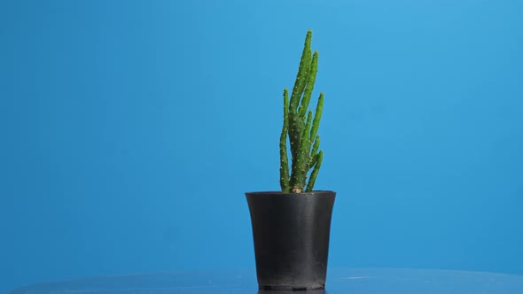 Opuntia Salmiana Plant Revolving Around Itself On The Blue Screen Background alt