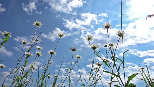 Chamomile Flowers Against Blue Sky