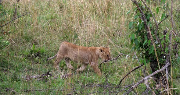 African Lion, panthera leo, cub walking through the Bush, Masai Mara Park in Kenya, Real Time 4K alt