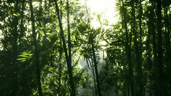 Leaves of Bamboo in the Smokes alt