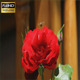 Red Rose And Bee - VideoHive Item for Sale