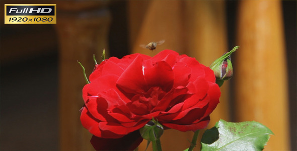 Red Rose And Bee