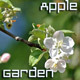 Blooming Apple Close Up Blooming Apple Close Up - VideoHive Item for Sale