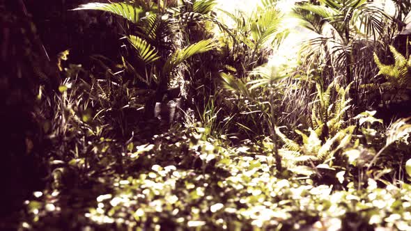 Close Up Jungle Grass and Plants alt