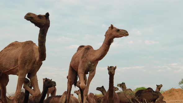 Camels at the Pushkar Fair, Also Called the Pushkar Camel Fair or Locally As Kartik Mela alt