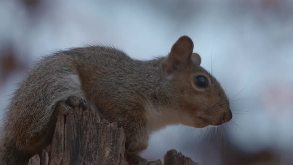 a gray squirrel in the woods alt