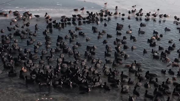 Big flock of ducks flowing in cold pond alt