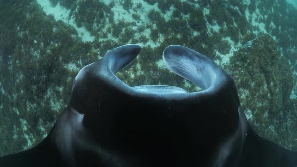 Unique perspective of a large Manta Ray looking down as it glides over a ocean reef covered in seagr alt