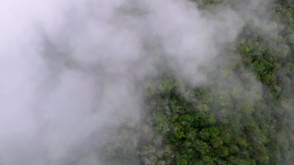 Aerial view look down forest in Malaysia alt