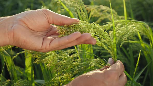 Farmer Examines the Ripening of Millet, Close-up alt