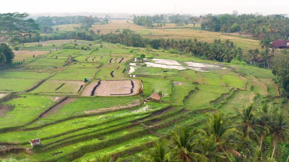 Orbiting around a rice terrace field