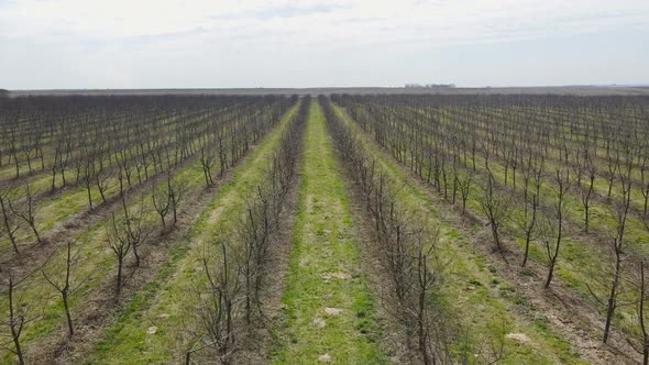 Flight Over the Garden of Young Fruit Trees in Early Spring alt