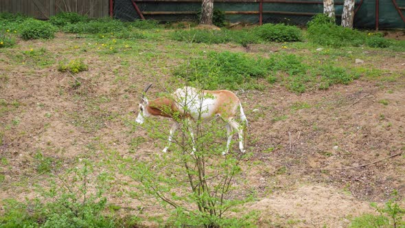 Scimitar-Horned Oryx Walking In A Paddock At Animal Park. - Medium Shot, Slowmo alt