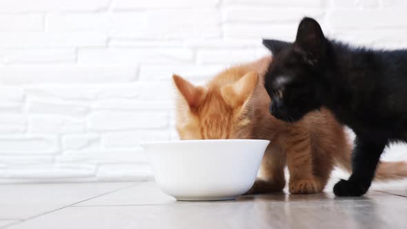 Little orange hungry tabby kitten and little black kitten fits a bowl and eats