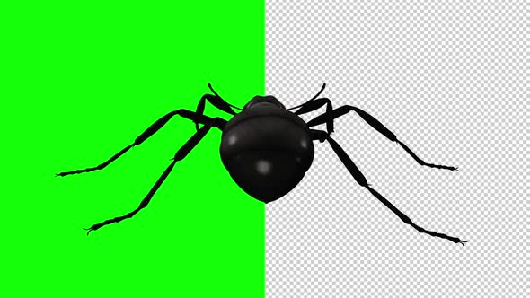 Black Ant - Crawling Loop - Back View - Transparent and Green Screen alt