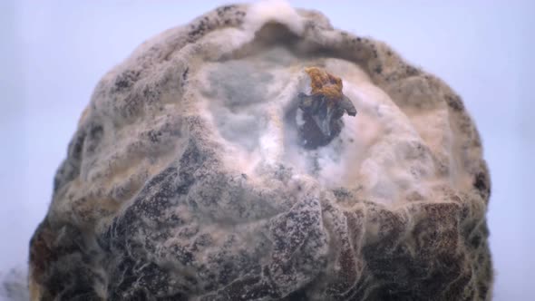 Overripe peach covered with mold. Rotten peach spoiled by time alt