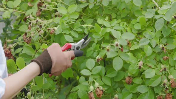 Gardener pruning roses before winter. Autumn pruning roses closeup. Green stems. alt