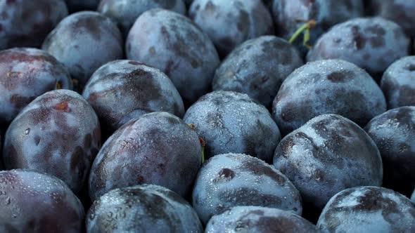 Close Up of Fresh Ripe Purple Plums with Water Drops Rotate on Board