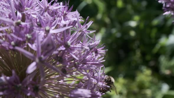 Honey bee flying round purple flowers Allium Star of Persia in slow motion alt