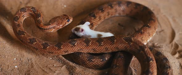 Viper snake preparing to attack a small curious white mouse. alt