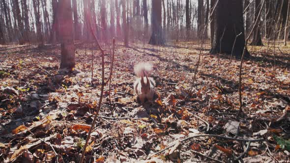 On a Sunny Day a Red Squirrel Quickly Runs on Autumn Foliage and Climbs a Tree alt