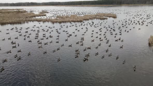 A Flock of Gray Geese on the Lake