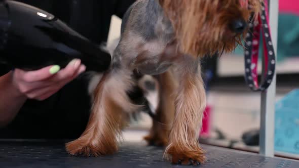 Dog Grooming. Pet Groomer Drying Wet Terrier Hair With Dryer alt