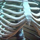Skeleton Rib Cage - VideoHive Item for Sale
