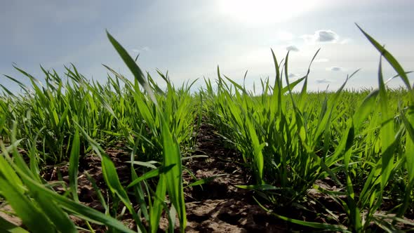 Green Field Of Wheat Close Up On A Background Of Blue Sky On A Sunny Day