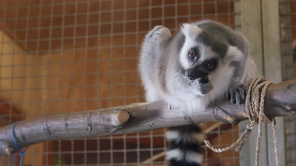 Lemur Eating Fruit in a ZOO