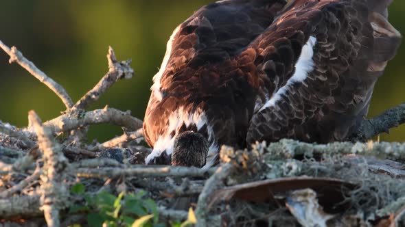 Osprey Feeding its Chicks Video Clip in Florida 