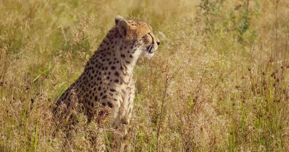 Environmental Portrait of Yawning Adult Cheetah Sitting at the Vast Grassy Plain alt