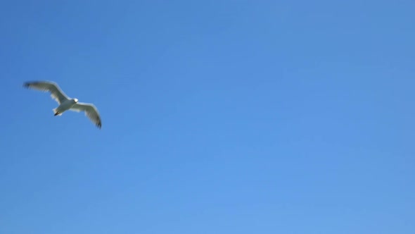 White Seagull in Blue Sky alt