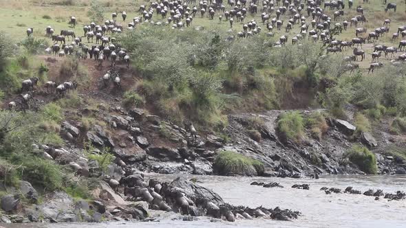 Wildebeest Migration - Mara River, Kenya alt