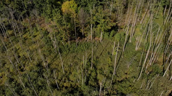 Aerial Drone Forest
