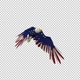 American Eagle - USA Flag - Flying Transition - V - 313