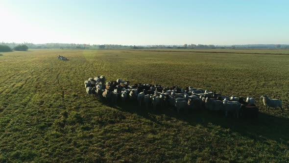 Aerial View of Sheep Flock Grazing in the Farm Field alt
